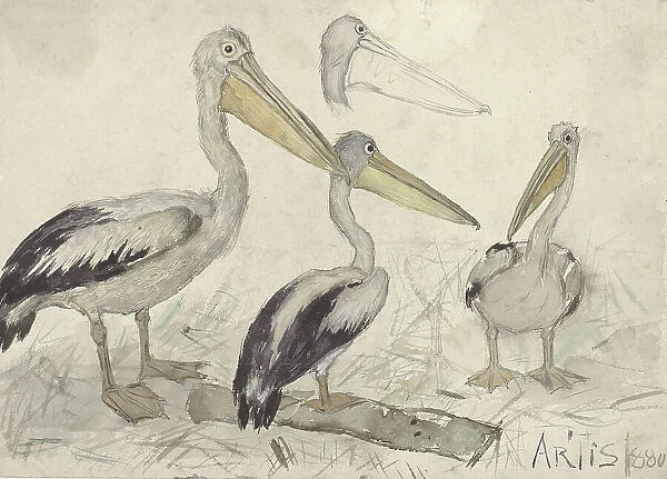 Pelicans in Artis Zoo, 1880. Creator: Johannes Cornelis van Essen