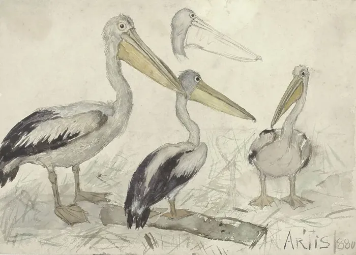 Framed Print : Pelicans in Artis Zoo, 1880. Creator: Johannes Cornelis van Essen Framed Print : Pelicans in Artis Zoo, 1880. Creator: Johannes Cornelis van Essen