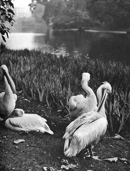 The pelicans of St Jamess Park, London, 1926-1927. Artist: McLeish