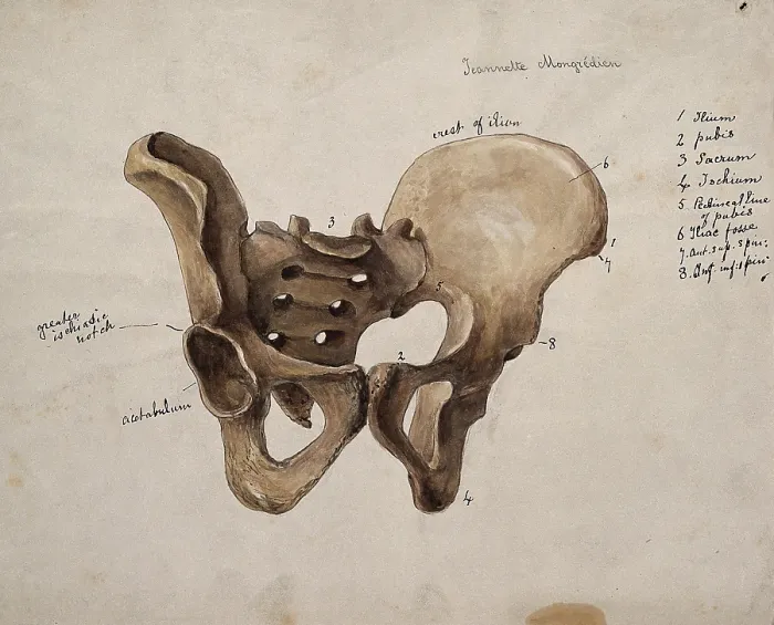 Framed Print : Pelvic bone, 1880. Creator: Jeannette Mongredien Framed Print : Pelvic bone, 1880. Creator: Jeannette Mongredien