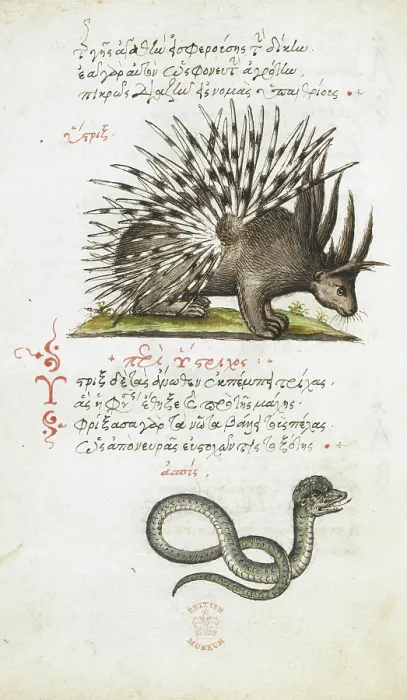 Framed Print : Pen and ink drawings of a porcupine and a snake, with colour wash, 1550s-1600. Creator: Daughter of Angelo Vergetio Framed Print : Pen and ink drawings of a porcupine and a snake, with colour wash, 1550s-1600. Creator: Daughter of Angelo Vergetio