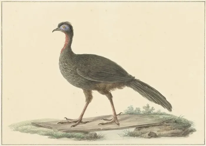 Framed Print : Penelope marail (Marailsjakohoenl), 1759-1842. Creator: Pieter Bartholomeusz. Barbiers Framed Print : Penelope marail (Marailsjakohoenl), 1759-1842. Creator: Pieter Bartholomeusz. Barbiers