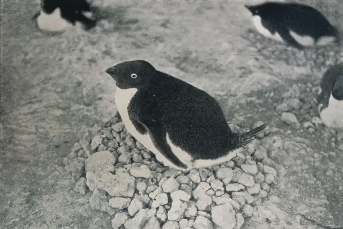 Framed Print : This Penguin Has An Industrious Mate, c1911, (1913). Artist: Herbert Ponting Framed Print : This Penguin Has An Industrious Mate, c1911, (1913). Artist: Herbert Ponting