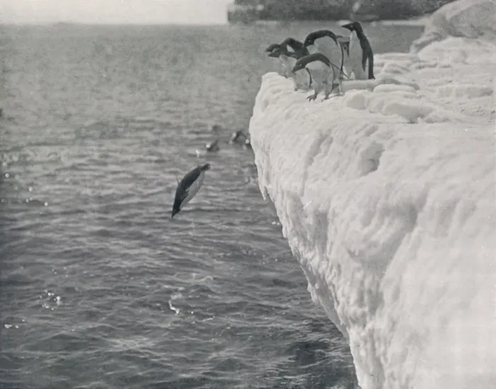 Framed Print : Penguins Diving, c1911, (1913). Artist: Herbert Ponting Framed Print : Penguins Diving, c1911, (1913). Artist: Herbert Ponting