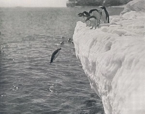 Penguins Diving, c1911, (1913). Artist: Herbert Ponting