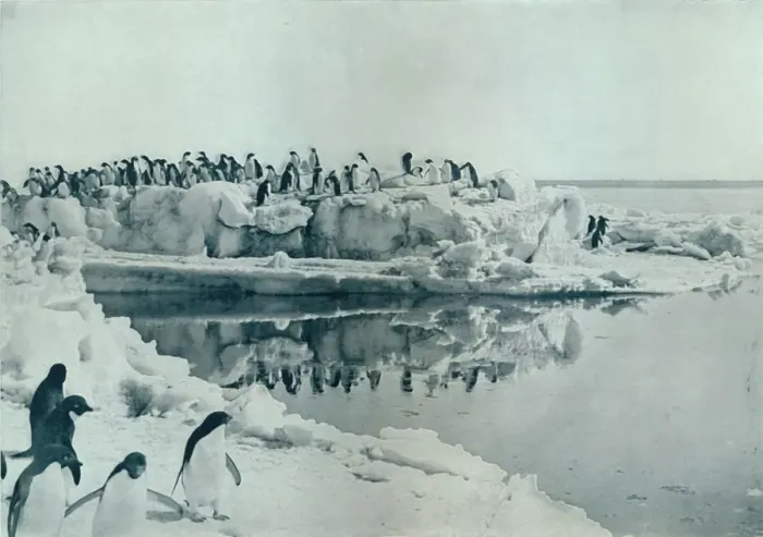 Framed Print : Penguins on Ice-Foot, c1911, (1913). Artist: G Murray Levick Framed Print : Penguins on Ice-Foot, c1911, (1913). Artist: G Murray Levick