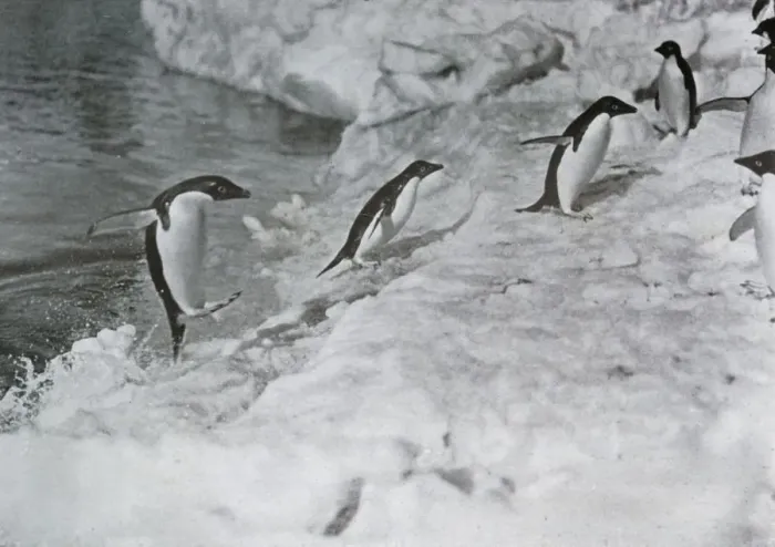 Framed Print : Penguins Jumping On to The Ice-Foot, c1911, (1913). Artist: G Murray Levick Framed Print : Penguins Jumping On to The Ice-Foot, c1911, (1913). Artist: G Murray Levick
