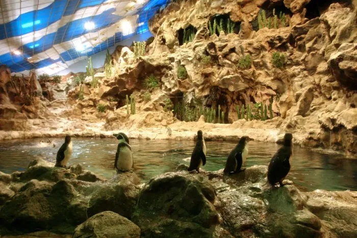 Framed Print : Penguins, Loro Parque, Tenerife, Canary Islands, 2007 Framed Print : Penguins, Loro Parque, Tenerife, Canary Islands, 2007