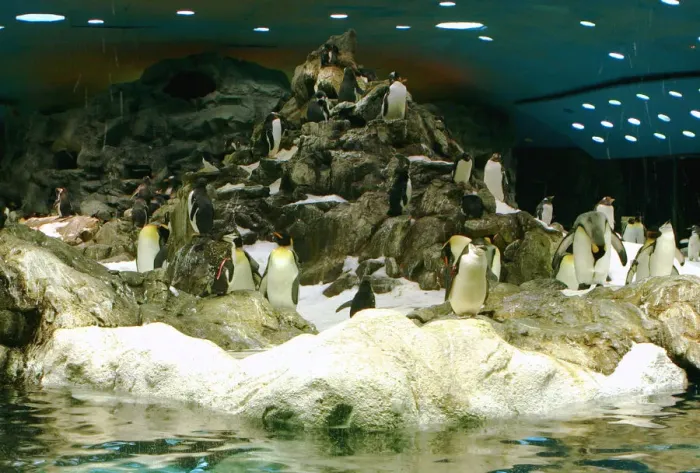 Framed Print : Penguins, Loro Parque, Tenerife, Canary Islands, 2007 Framed Print : Penguins, Loro Parque, Tenerife, Canary Islands, 2007