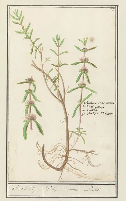 Framed Print : Pennyroyal (Mentha pulegium), 1596-1610. Creators: Anselmus de Boodt, Elias Verhulst Framed Print : Pennyroyal (Mentha pulegium), 1596-1610. Creators: Anselmus de Boodt, Elias Verhulst