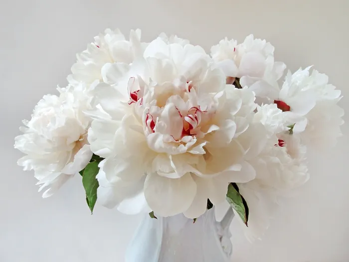 Framed Print : Peonies. Creator: Tom Artin Framed Print : Peonies. Creator: Tom Artin
