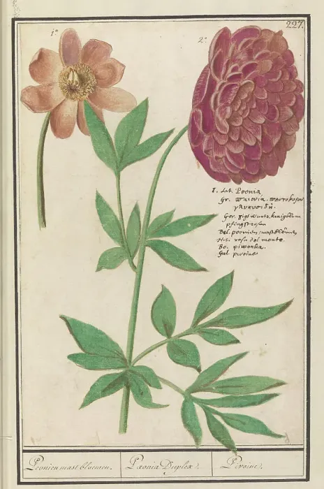 Framed Print : Peony (Paeonia), 1596-1610. Creators: Anselmus de Boodt, Elias Verhulst Framed Print : Peony (Paeonia), 1596-1610. Creators: Anselmus de Boodt, Elias Verhulst