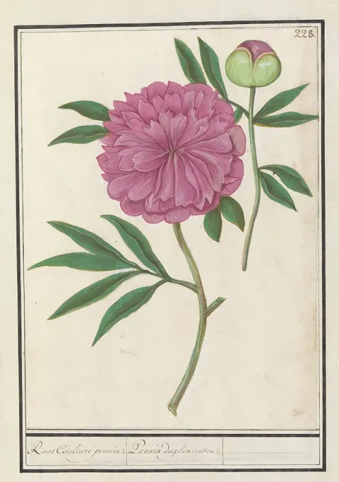 Framed Print : Peony (Paeonia), 1596-1610. Creators: Anselmus de Boodt, Elias Verhulst Framed Print : Peony (Paeonia), 1596-1610. Creators: Anselmus de Boodt, Elias Verhulst