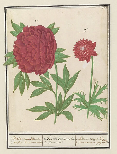 Peony (Paeonia) and Anemone (Anemone), 1596-1610. Creators: Anselmus de Boodt, Elias Verhulst