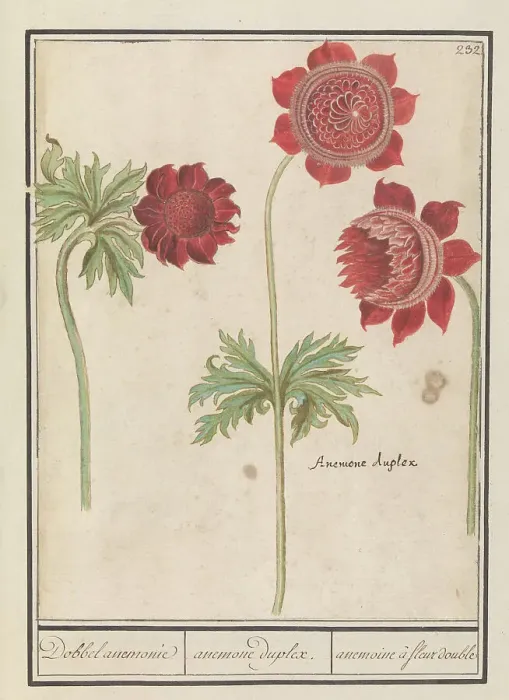Framed Print : Peony (Paeonia) and Anemone (Anemone), 1596-1610. Creators: Anselmus de Boodt, Elias Verhulst