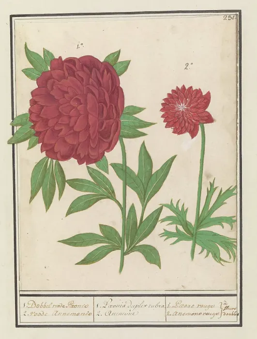 Framed Print : Peony (Paeonia) and Anemone (Anemone), 1596-1610. Creators: Anselmus de Boodt, Elias Verhulst Framed Print : Peony (Paeonia) and Anemone (Anemone), 1596-1610. Creators: Anselmus de Boodt, Elias Verhulst