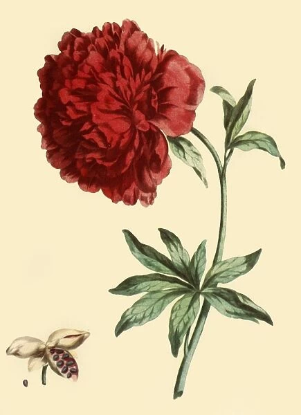 Peony: Paeonia Faemina Flore Pleno Rubro Majore, 1769, (1946). Creator: John Edwards