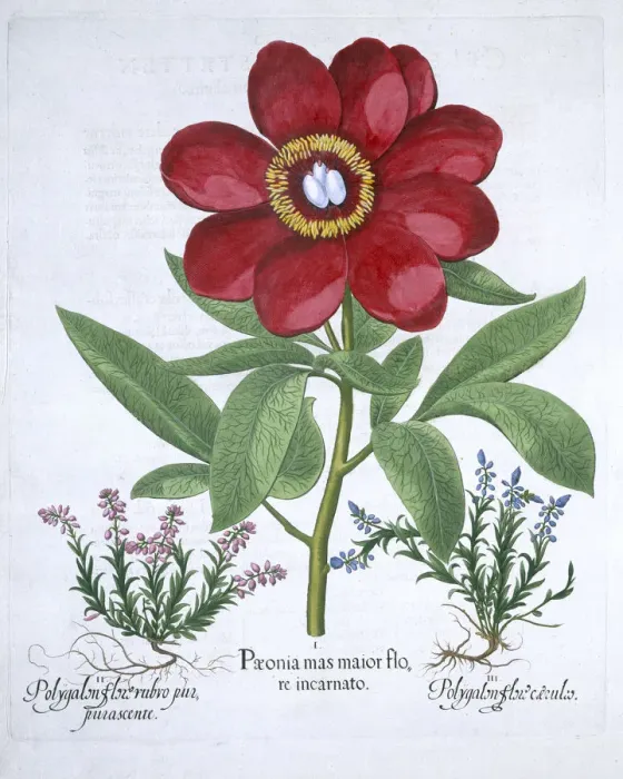 Framed Print : Peony and two polygalons, 1613 Framed Print : Peony and two polygalons, 1613