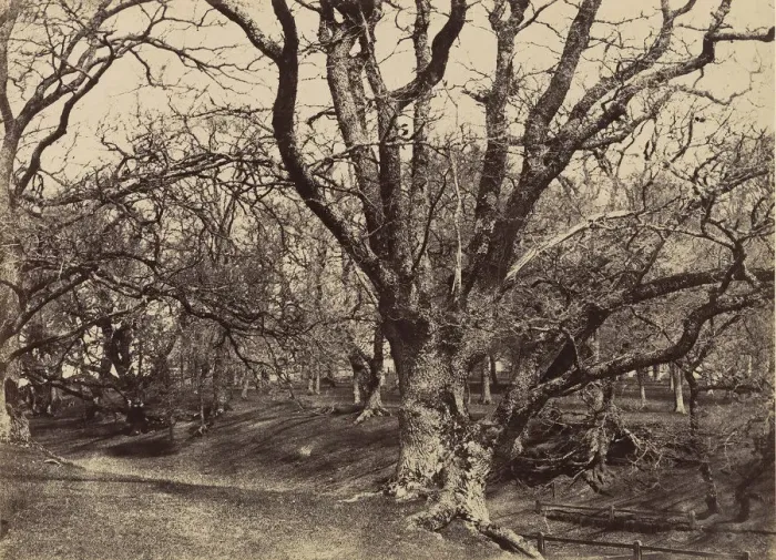 Framed Print : Pepperharrow Park, Surrey, 1852-54. Creator: Benjamin Brecknell Turner Framed Print : Pepperharrow Park, Surrey, 1852-54. Creator: Benjamin Brecknell Turner