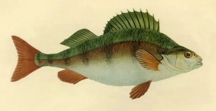 Framed Print : Perch, 1804, (1946). Creator: Edward Donovan