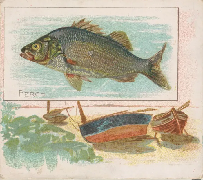 Framed Print : Perch, from Fish from American Waters series (N39) for Allen & Ginter Cigarettes Framed Print : Perch, from Fish from American Waters series (N39) for Allen & Ginter Cigarettes