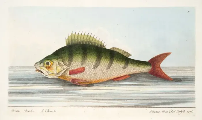 Framed Print : The Perch, from A Treatise on Fish and Fish-ponds, pub. 1832 (hand coloured engraving) Framed Print : The Perch, from A Treatise on Fish and Fish-ponds, pub. 1832 (hand coloured engraving)