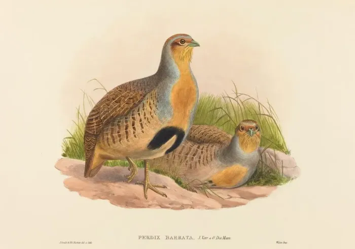 Framed Print : Perdix barbata (Daurian Partridge). Creators: John Gould, Henry Constantine Richter Framed Print : Perdix barbata (Daurian Partridge). Creators: John Gould, Henry Constantine Richter