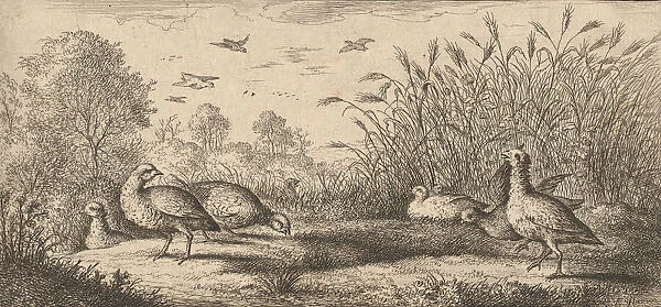 Perdix rubra, Perdix rouge (The Red-Legged Partridge): Livre d Oyseaux (Book of Birds