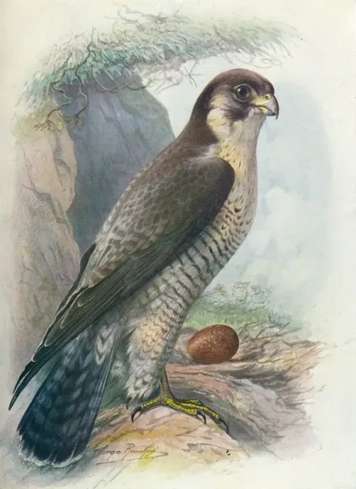 Framed Print : Peregrine Falcon - Fal co peregri nus, c1910, (1910). Artist: George James Rankin Framed Print : Peregrine Falcon - Fal co peregri nus, c1910, (1910). Artist: George James Rankin