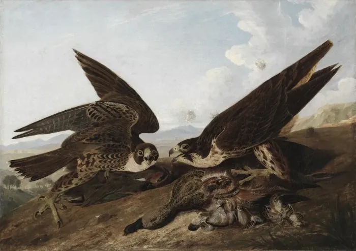 Framed Print : Peregrine Falcons (Duck Hawks), c. 1827. Creator: John James Audubon (American, 1785-1851) Framed Print : Peregrine Falcons (Duck Hawks), c. 1827. Creator: John James Audubon (American, 1785-1851)
