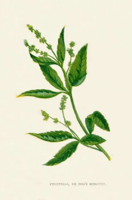 Framed Print : Perennial, or Dogs Mercury, c1891, (1891). Artist: Anne Pratt Framed Print : Perennial, or Dogs Mercury, c1891, (1891). Artist: Anne Pratt