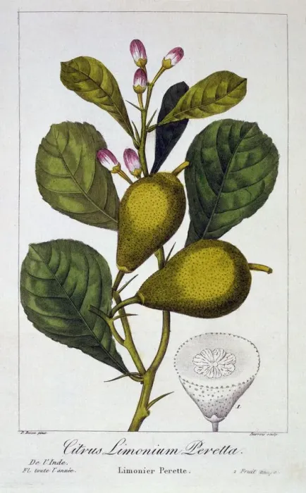 Framed Print : Peretta Lemon, pub. 1836. Creator: Panacre Bessa (1772-1846) Framed Print : Peretta Lemon, pub. 1836. Creator: Panacre Bessa (1772-1846)