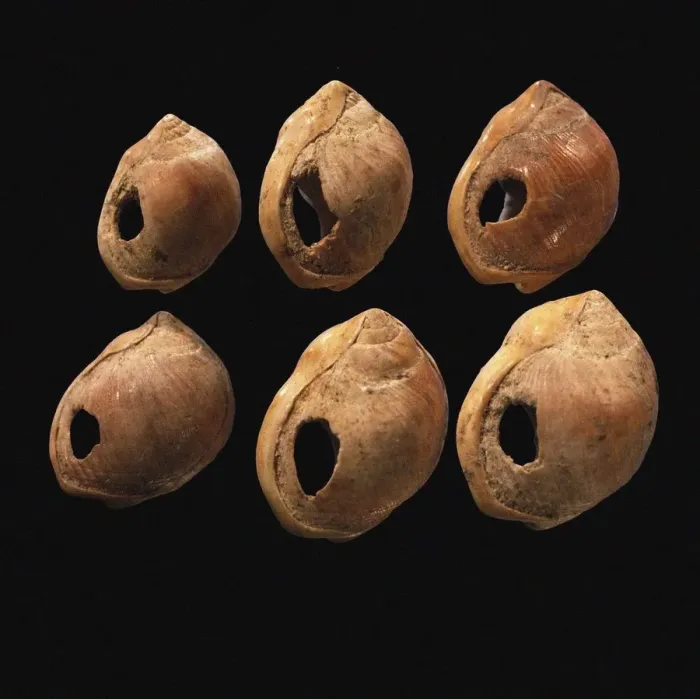 Framed Print : Perforated shell beads from Blombos Cave, South Africa. The oldest artifact of mankind, 70th millenn Framed Print : Perforated shell beads from Blombos Cave, South Africa. The oldest artifact of mankind, 70th millenn