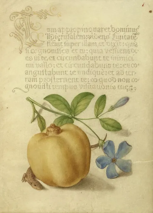 Framed Print : Periwinkle, Apple, and Lizard; Mira calligraphiae monumenta, 1561-1562; illumination added 1591-1596 Creator: Joris Hoefnagel Framed Print : Periwinkle, Apple, and Lizard; Mira calligraphiae monumenta, 1561-1562; illumination added 1591-1596 Creator: Joris Hoefnagel