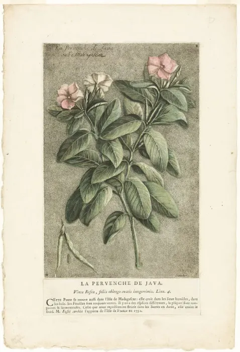 Framed Print : The Periwinkle of Java, from Collection of Usual, Curious, and Foreign Plants, 1767. Creator: Jacques Fabian Gautier Dagoty Framed Print : The Periwinkle of Java, from Collection of Usual, Curious, and Foreign Plants, 1767. Creator: Jacques Fabian Gautier Dagoty