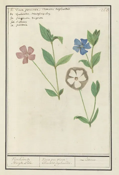 Framed Print : Periwinkle (Vinca), 1596-1610. Creators: Anselmus de Boodt, Elias Verhulst Framed Print : Periwinkle (Vinca), 1596-1610. Creators: Anselmus de Boodt, Elias Verhulst