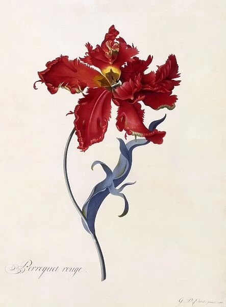 Perroquet Rouge, c. 1744 (hand coloured engraving)