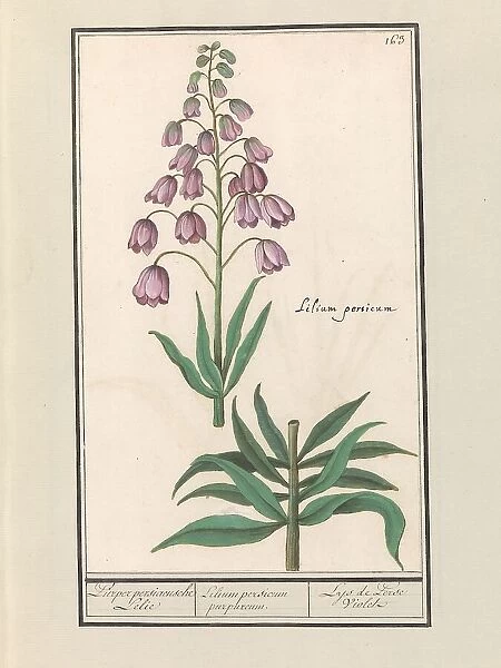 Persian lily (Fritillaria persica), 1596-1610. Creators: Anselmus de Boodt, Elias Verhulst