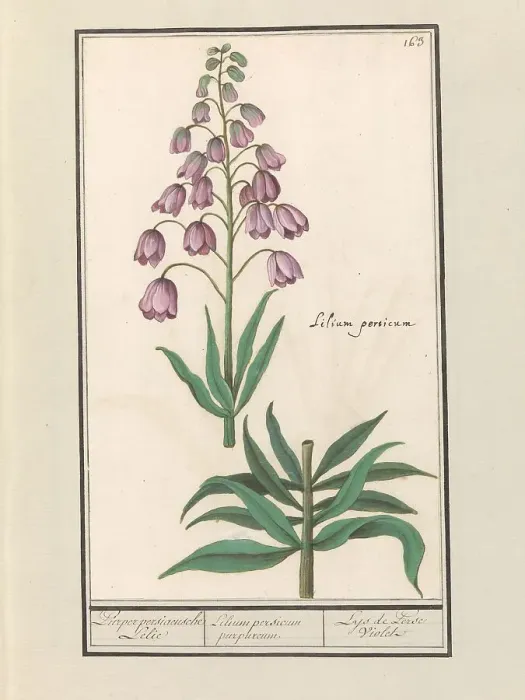 Framed Print : Persian lily (Fritillaria persica), 1596-1610. Creators: Anselmus de Boodt, Elias Verhulst Framed Print : Persian lily (Fritillaria persica), 1596-1610. Creators: Anselmus de Boodt, Elias Verhulst