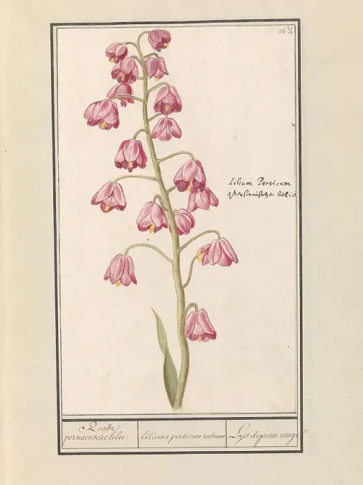 Framed Print : Persian lily (Fritillaria persica), 1596-1610. Creators: Anselmus de Boodt, Elias Verhulst Framed Print : Persian lily (Fritillaria persica), 1596-1610. Creators: Anselmus de Boodt, Elias Verhulst