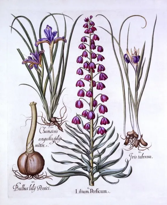 Framed Print : Persian Lily and Irises, from Hortus Eystettensis, by Basil Besler (1561-1629), pub Framed Print : Persian Lily and Irises, from Hortus Eystettensis, by Basil Besler (1561-1629), pub