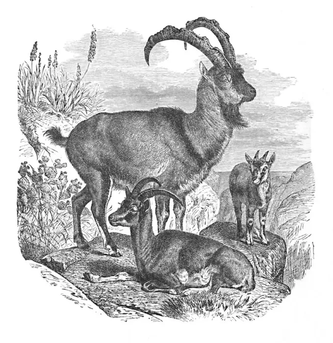 Framed Print : Persian Wild Goats, c1900. Artist: Helena J. Maguire Framed Print : Persian Wild Goats, c1900. Artist: Helena J. Maguire