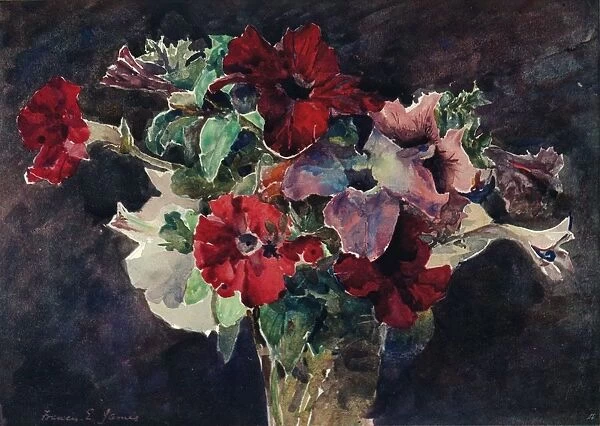 Petunias, c1869-1906, (1906). Artist: Francis Edward James