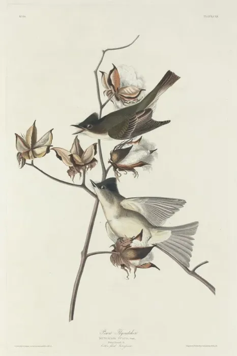 Framed Print : Pewit Flycatcher, 1831. Creator: Robert Havell Framed Print : Pewit Flycatcher, 1831. Creator: Robert Havell