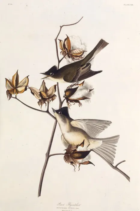 Framed Print : Pewit Flycatcher. From The Birds of America, 1827-1838. Creator: Audubon Framed Print : Pewit Flycatcher. From The Birds of America, 1827-1838. Creator: Audubon