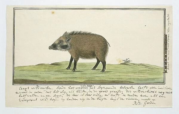 Phacochoerus aethiopicus aethiopicus (Cape warthog; female), c.1778-1779. Creator: Robert Jacob Gordon