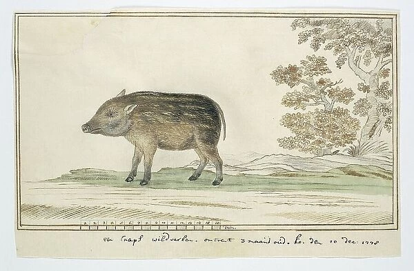 Phacochoerus aethiopicus aethiopicus (Cape warthog), 1778. Creator: Robert Jacob Gordon