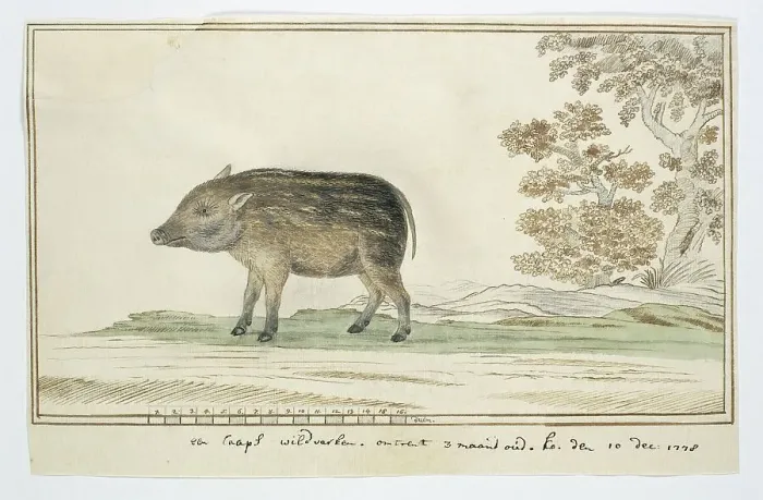 Framed Print : Phacochoerus aethiopicus aethiopicus (Cape warthog), 1778. Creator: Robert Jacob Gordon Framed Print : Phacochoerus aethiopicus aethiopicus (Cape warthog), 1778. Creator: Robert Jacob Gordon