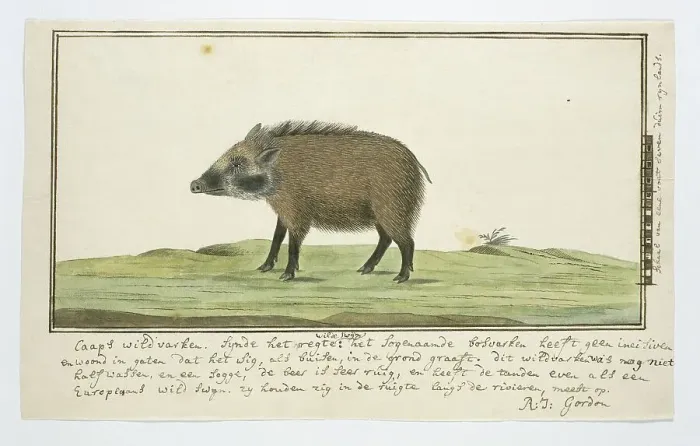 Framed Print : Phacochoerus aethiopicus aethiopicus (Cape warthog; female), c.1778-1779. Creator: Robert Jacob Gordon Framed Print : Phacochoerus aethiopicus aethiopicus (Cape warthog; female), c.1778-1779. Creator: Robert Jacob Gordon