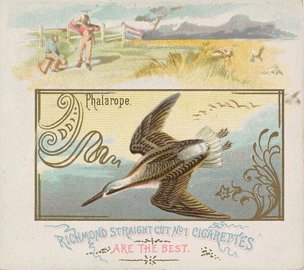 Phalarope, from the Game Birds series (N40) for Allen & Ginter Cigarettes, 1888-90